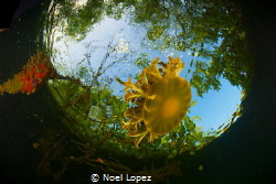casiopea yelly fish,nikon D800E,tokina lens 10-17mm at 15... by Noel Lopez 